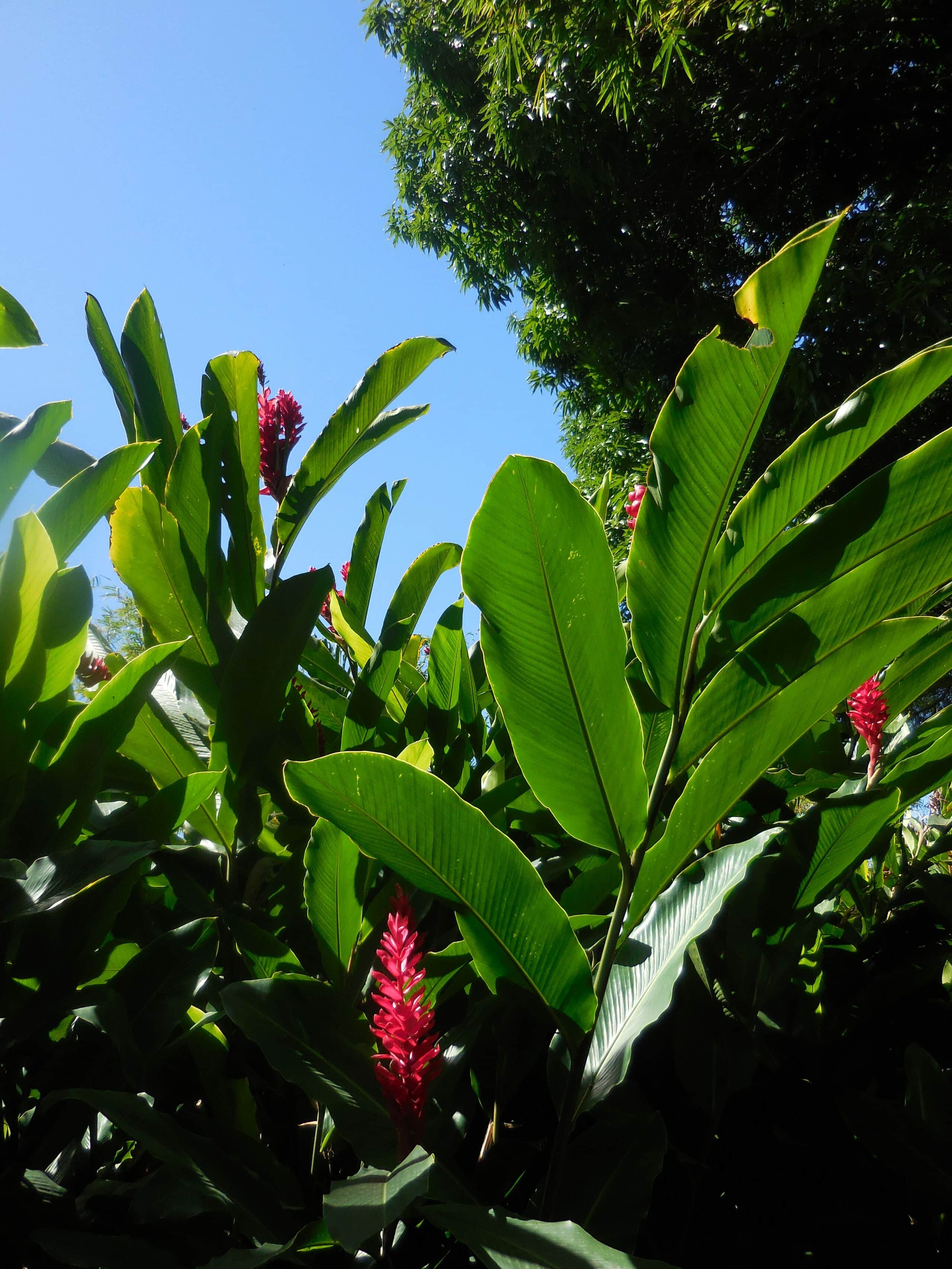 cérémonie laïque tropicale