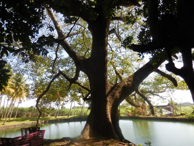 rituel-arbre-planté